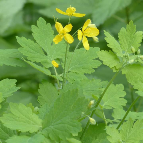 CHIẾT XUẤT HOÀNG LIÊN (Kháng viêm)